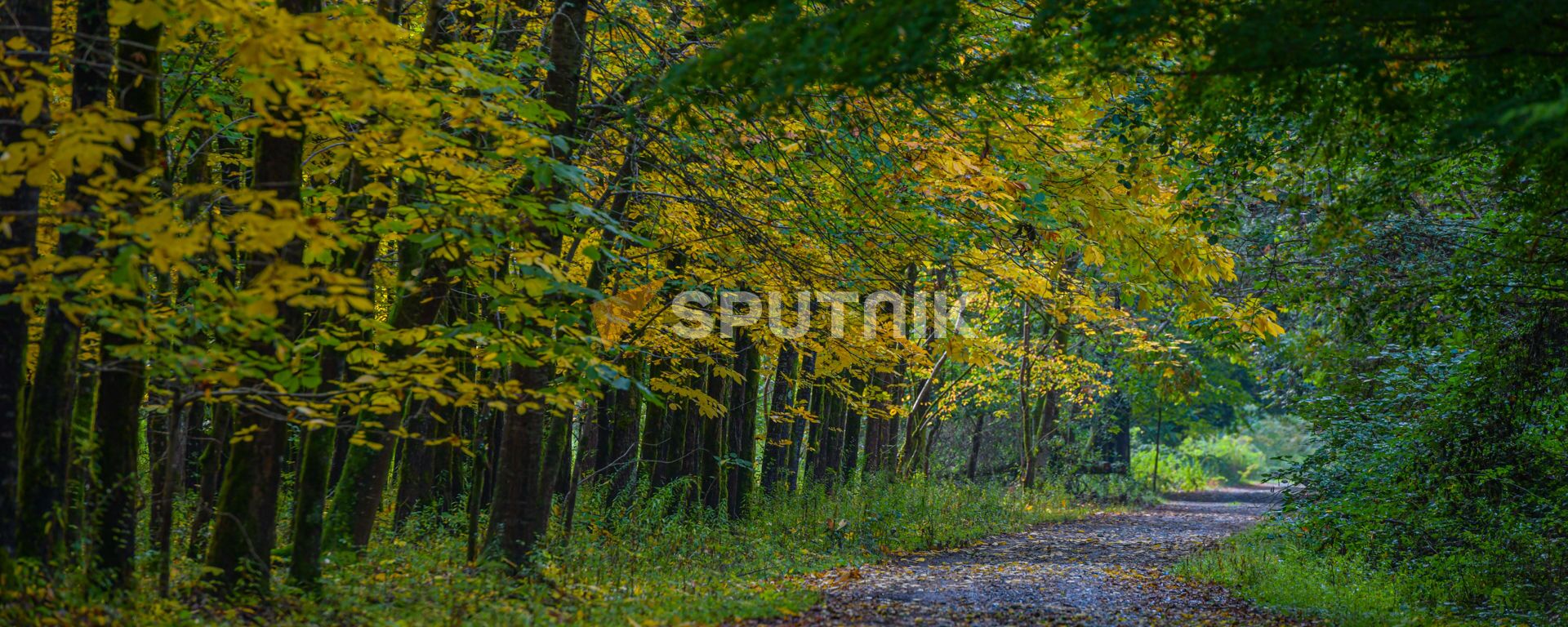 Осень в лесах Абхазии  - Sputnik Абхазия, 1920, 02.09.2022