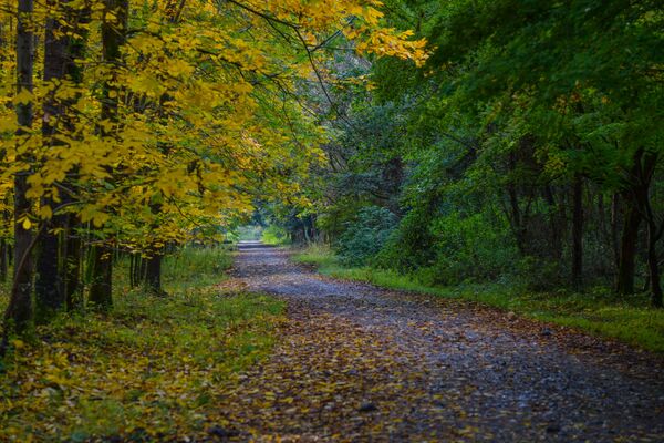 Лесные дорожки устланы ковром из листьев. - Sputnik Абхазия