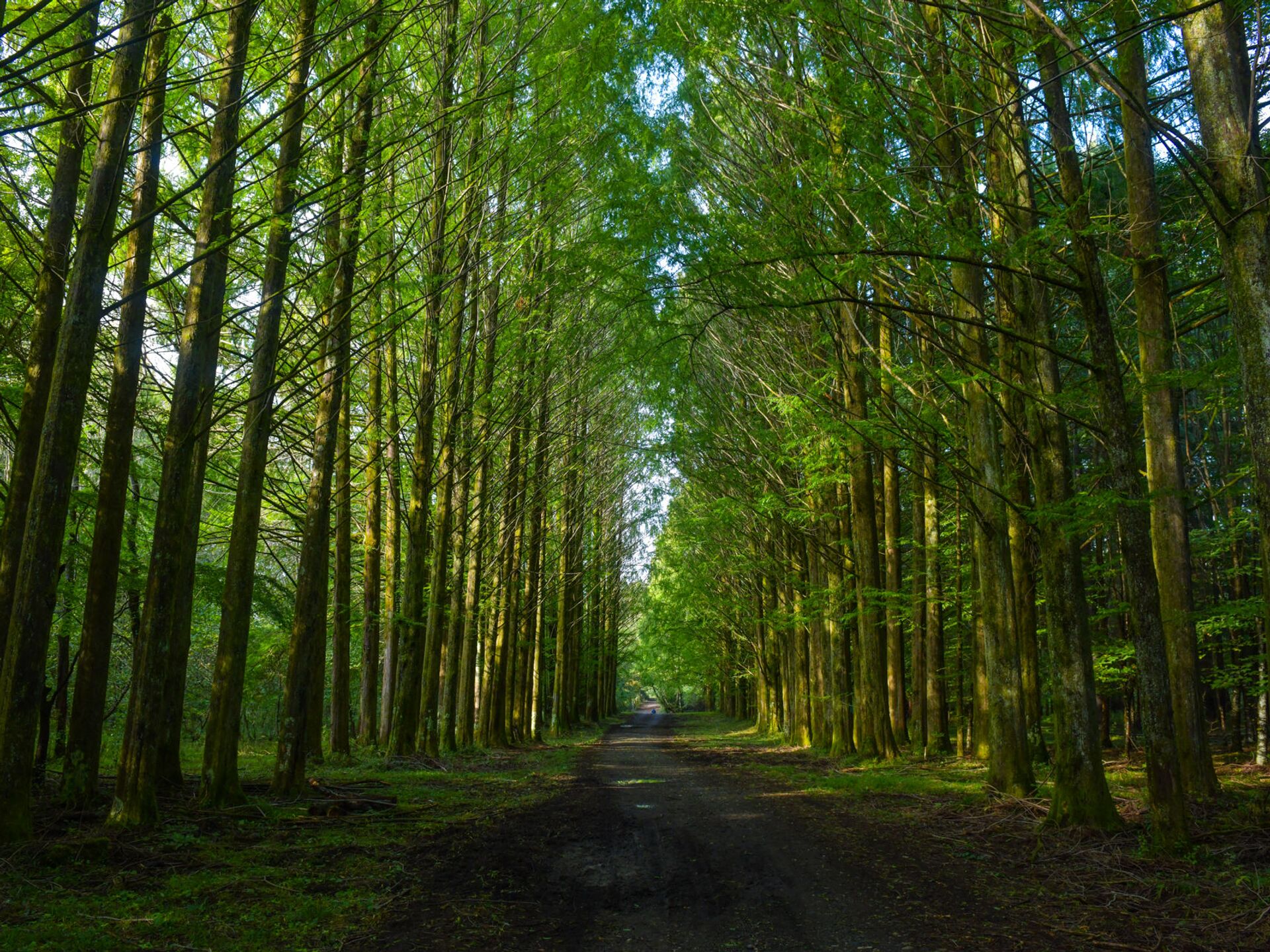 Темный лес: почему в Абхазии заготовка древесины зашла в тупик -  19.08.2021, Sputnik Абхазия