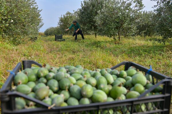 Собранные ягоды, рабочие кладут в ящики - Sputnik Абхазия