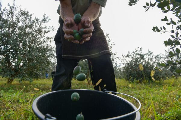 За день они могут собрать до полутора тысяч килограммов ягоды - Sputnik Абхазия