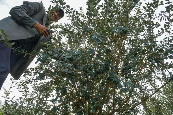 Работы по сбору фейхоа на плантациях в Дранде начали неделю назад - Sputnik Абхазия