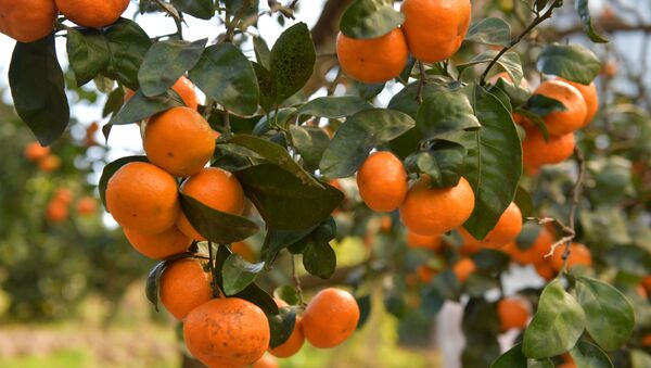 Урожай мандаринов - Sputnik Абхазия