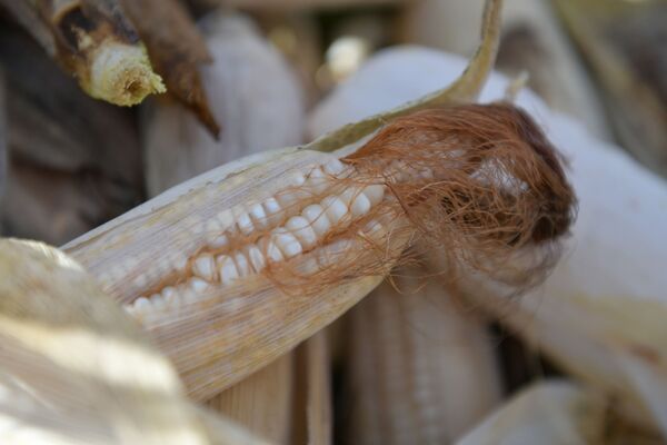 Собирать початки кукуруза, когда листья кукурузы высохли, иначе ломать ее будет сложно и урожай не сохранится  - Sputnik Абхазия
