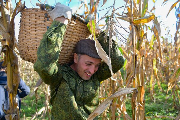 Несмотря на сложный труд и кропотливую работу, у крестьян хорошее настроение  - Sputnik Абхазия