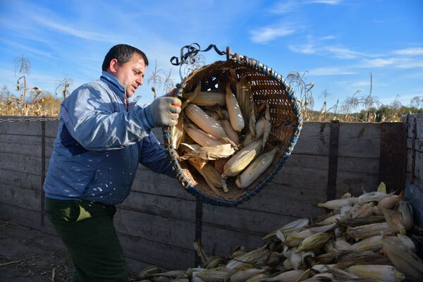 Сборщик выгружает собранную кукурузу  - Sputnik Абхазия