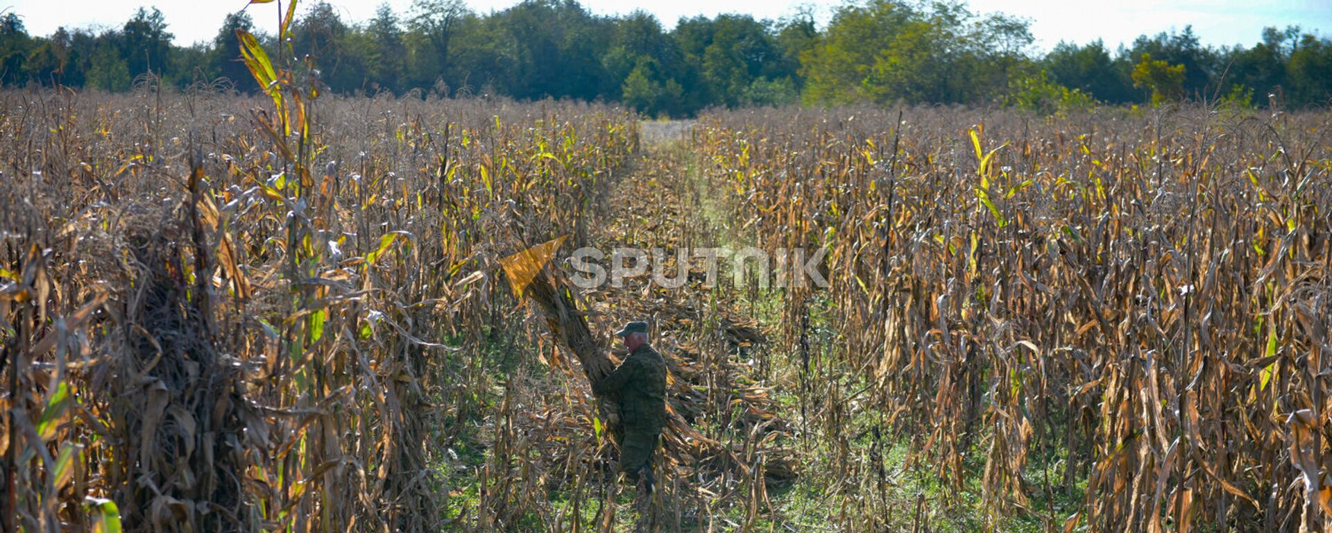 Сбор урожая кукурузы - Sputnik Абхазия, 1920, 14.07.2023