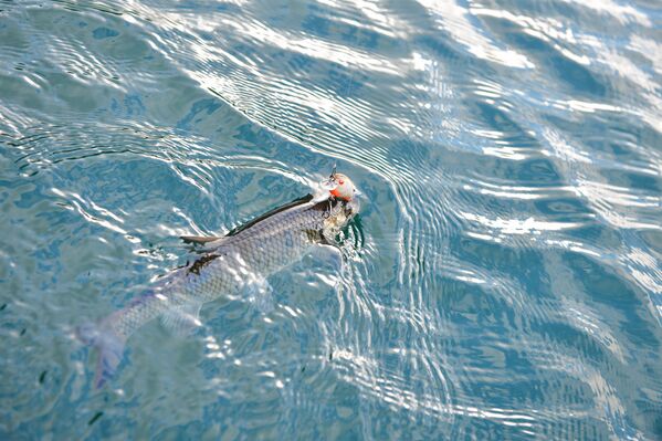 Самый приятный момент рыбалки - Sputnik Абхазия