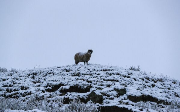 Овца на вершине холма в Северном Йоркшире - Sputnik Абхазия