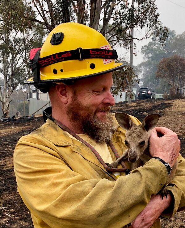 Детеныш кенгуру, спасенный от лесных пожаров в Австралии - Sputnik Абхазия