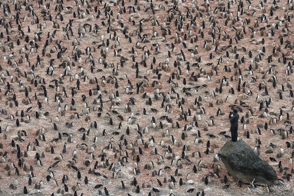 Снимок Penguin Scientists in Antarctica шведского фотографа Christian Åslund, вошедший в шортлист категории A Climate of Change конкурса Earth Photo 2020 - Sputnik Абхазия