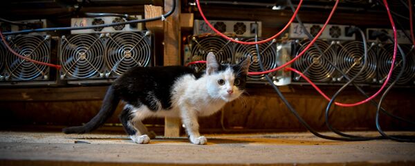 Рейд по отключению майнинг ферм в очамчырском р-не Рейд по отключению майнинг ферм в очамчырском р-не - Sputnik Аҧсны