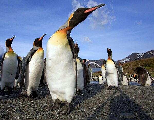 Пингвины на острове Южная Джорджия  - Sputnik Абхазия