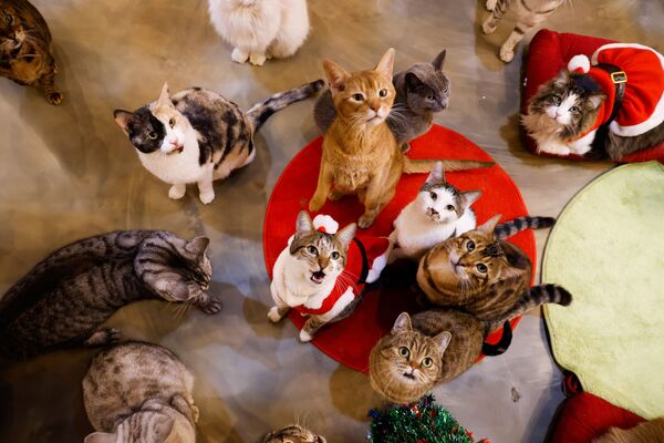 Кошки смотрят на Catgarden в Сеуле, Южная Корея - Sputnik Абхазия