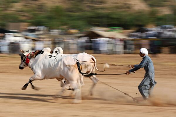 Традиционная гонка быков в деревне Билавал в Чакри, Пакистан - Sputnik Абхазия