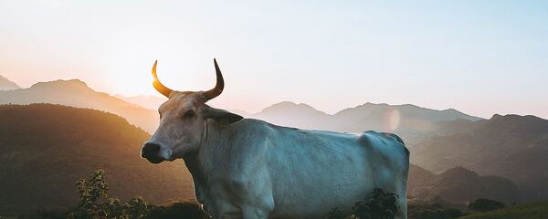 Пасущийся в горах бык Пасущийся в горах бык - Sputnik Абхазия