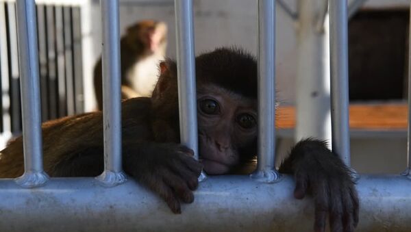 Горячая каша и отопление: как в Сухумском питомнике обезьян подготовились к зиме - Sputnik Абхазия