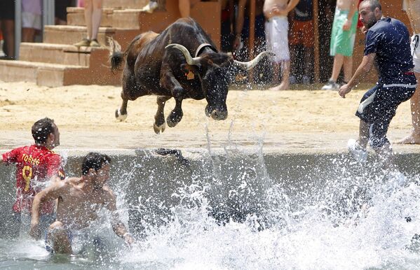 Бык прыгает в море во время испанского фестиваля Bous a la mar - Sputnik Абхазия
