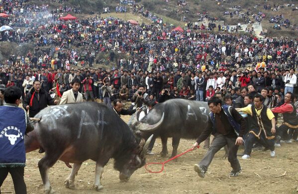 Этническая группа народов Мяо во время боя быков в Китае  - Sputnik Абхазия