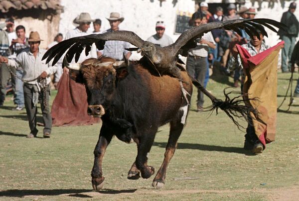 Бык с кондором на спине во время боя с быками в Перу - Sputnik Абхазия