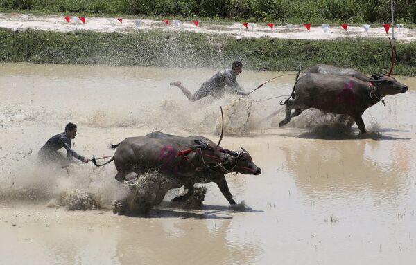 Тайские фермеры во время гонок с быками в Таиланде  - Sputnik Абхазия