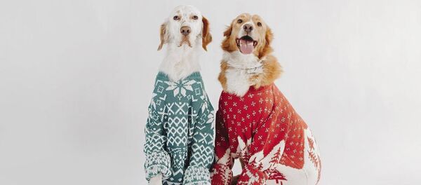 Подопечная фонда Багира снялась в рекламе Подопечная фонда Багира снялась в рекламе - Sputnik Абхазия