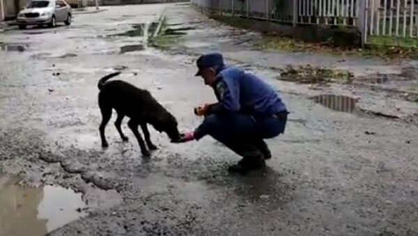 Спасение собаки из подвала многоэтажного дома  - Sputnik Абхазия
