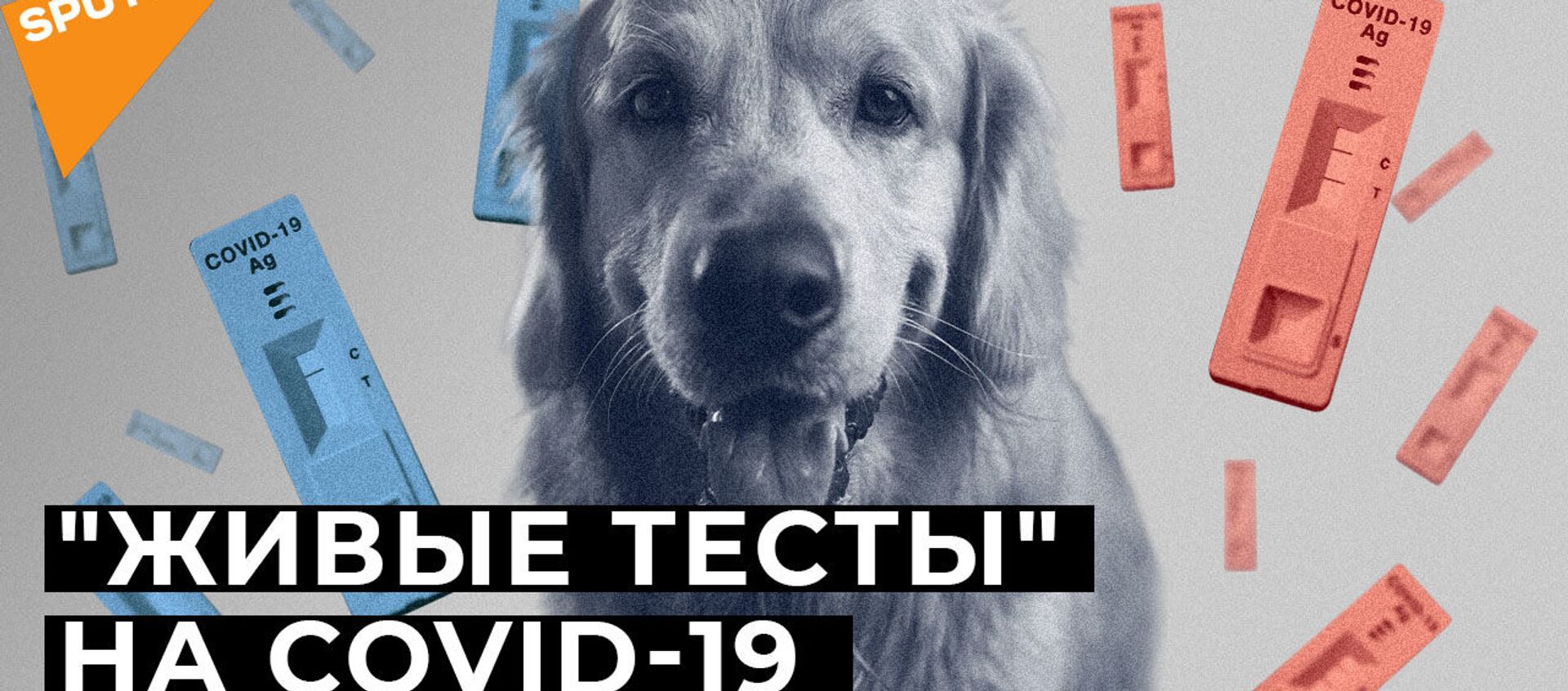 Нюх на COVID-19: могут ли собаки распознать зараженных коронавирусом? - Sputnik Абхазия, 1920, 21.01.2021