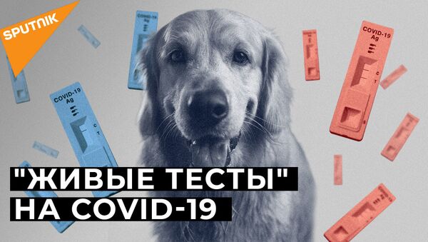 Нюх на COVID-19: могут ли собаки распознать зараженных коронавирусом? - Sputnik Абхазия