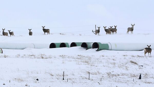 Олени собираются на складе, где хранятся трубы для планируемого нефтепровода Keystone XL в Гаскойне, Северная Дакота, 25 января 2017 года - Sputnik Абхазия