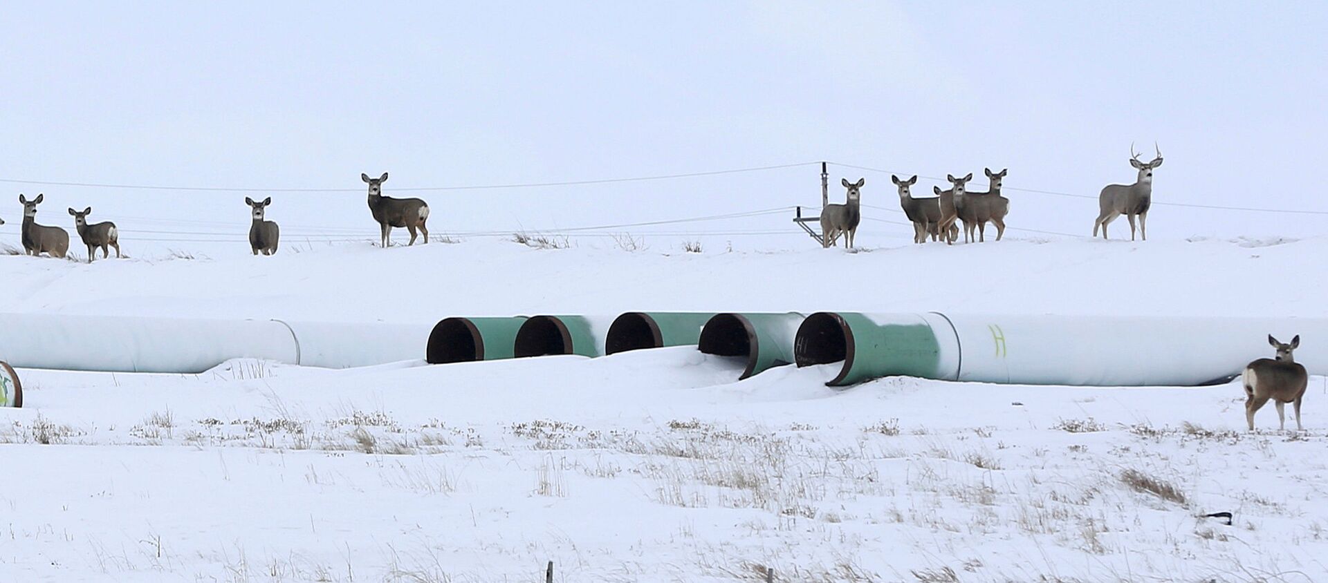 Олени собираются на складе, где хранятся трубы для планируемого нефтепровода Keystone XL в Гаскойне, Северная Дакота, 25 января 2017 года - Sputnik Абхазия, 1920, 26.01.2021