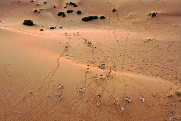 Арабские песчаные газели на курорте Telal Resort в Абу-Даби - Sputnik Абхазия