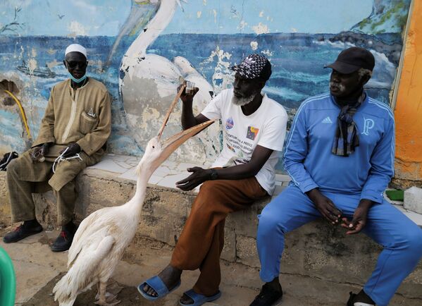 Мужчина сидит рядом со своим пеликаном в Сенегале - Sputnik Абхазия