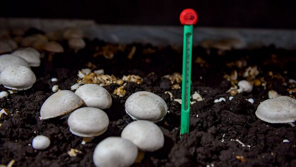 Выращивание грибов в Лыхны  - Sputnik Абхазия