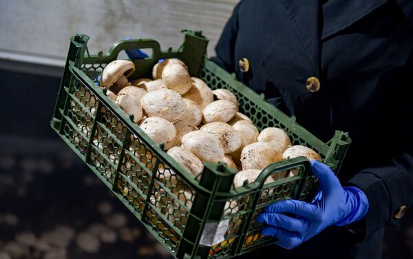 Выращивание грибов в Лыхны  - Sputnik Абхазия