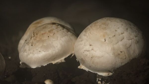 Сокровище грибницы: как в Абхазии начали шампиньоны выращивать - Sputnik Абхазия