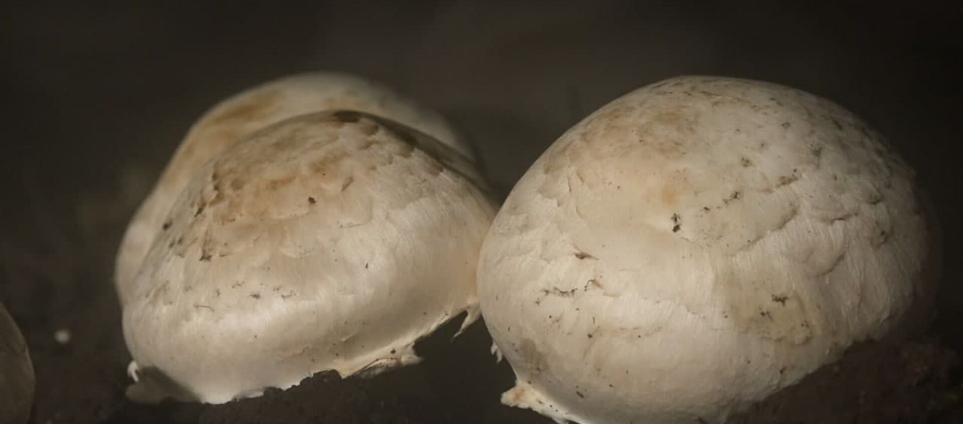Сокровище грибницы: как в Абхазии начали шампиньоны выращивать - Sputnik Абхазия, 1920, 11.02.2021