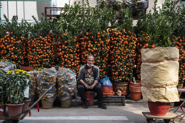 Праздничная торговля на цветочном рынке во время подготовки к предстоящему Китайскому Новому году в Гонконге - Sputnik Абхазия
