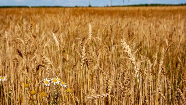 Пшеница в поле Рязанской области - Sputnik Абхазия