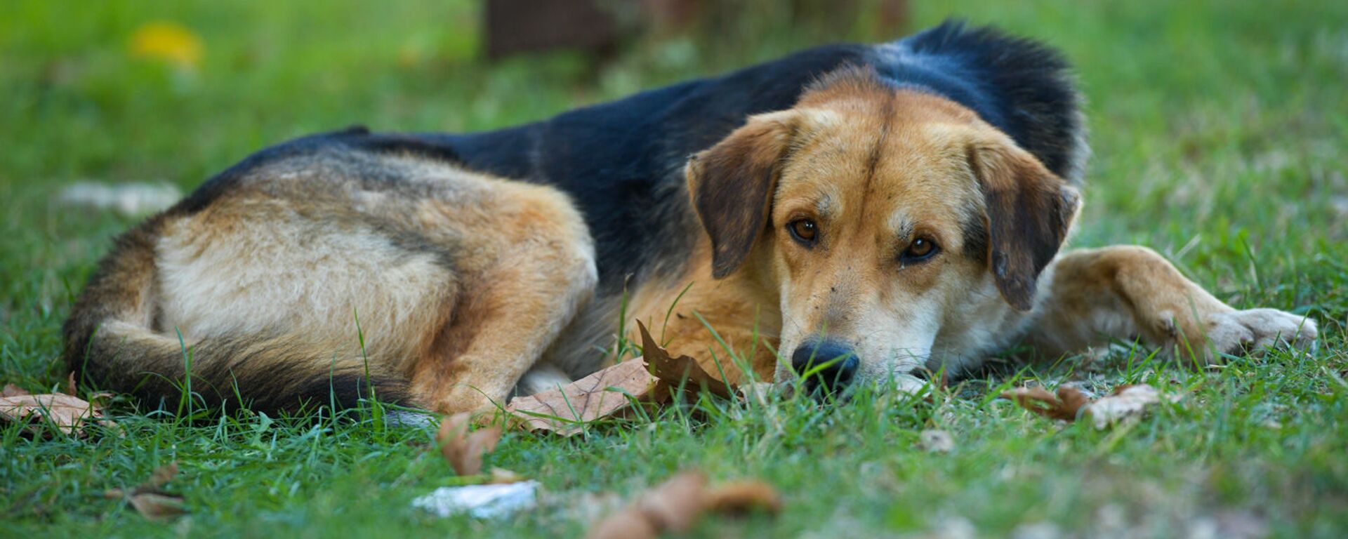 Бездомные собаки  - Sputnik Абхазия, 1920, 13.07.2022