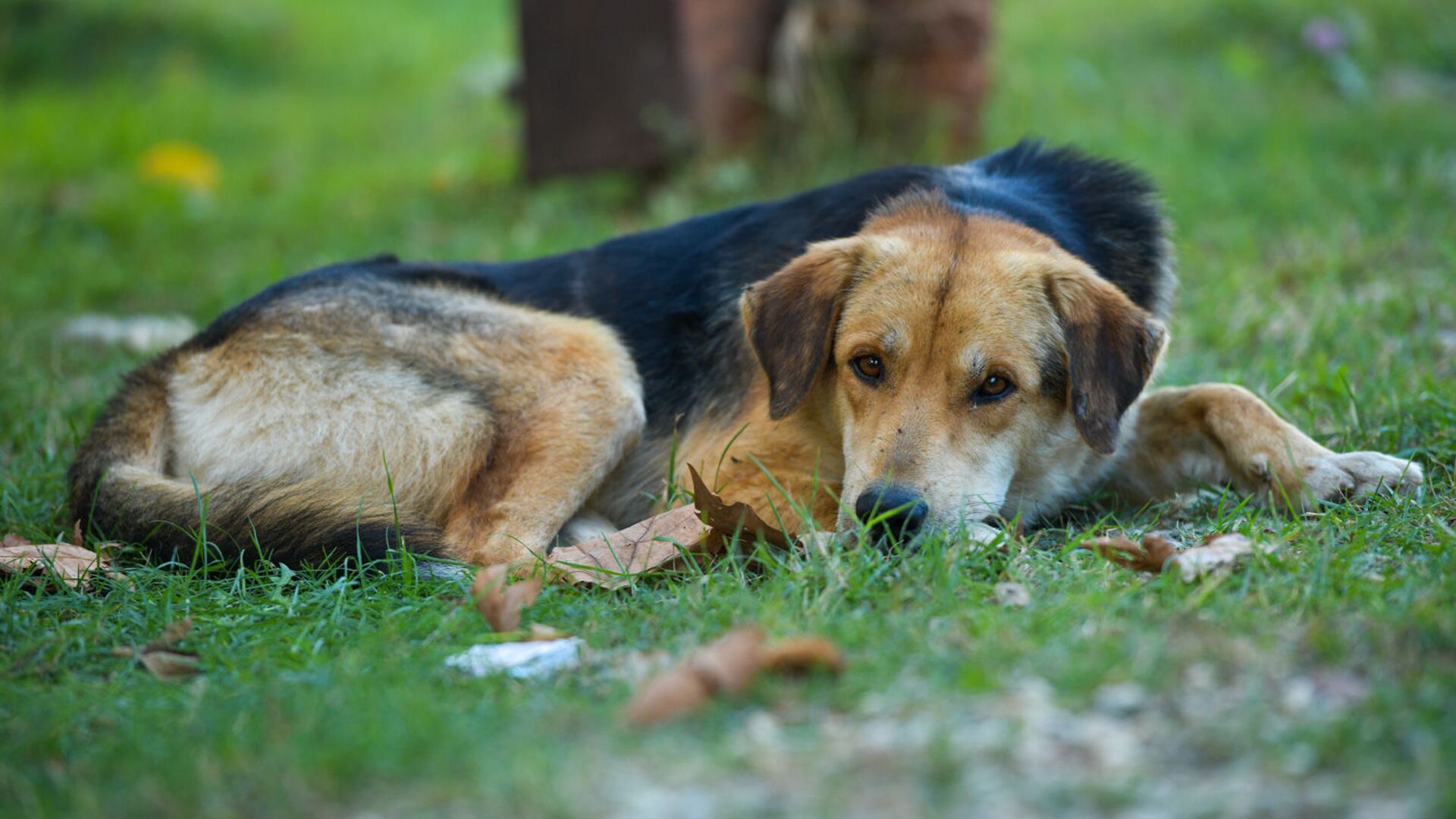 Бездомные собаки  - Sputnik Абхазия, 1920, 13.07.2022