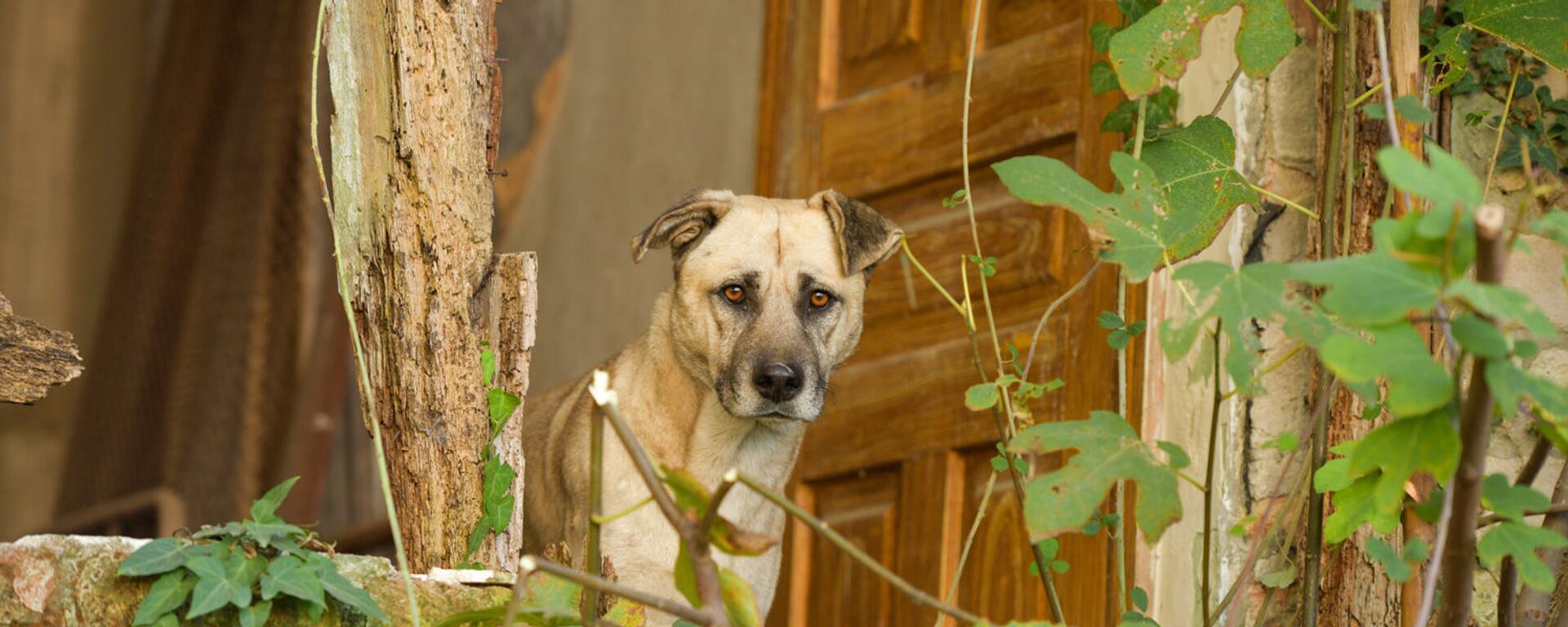 Бездомные собаки  - Sputnik Абхазия, 1920, 15.12.2021