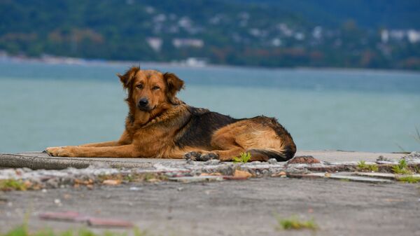 Бездомные собаки  - Sputnik Абхазия