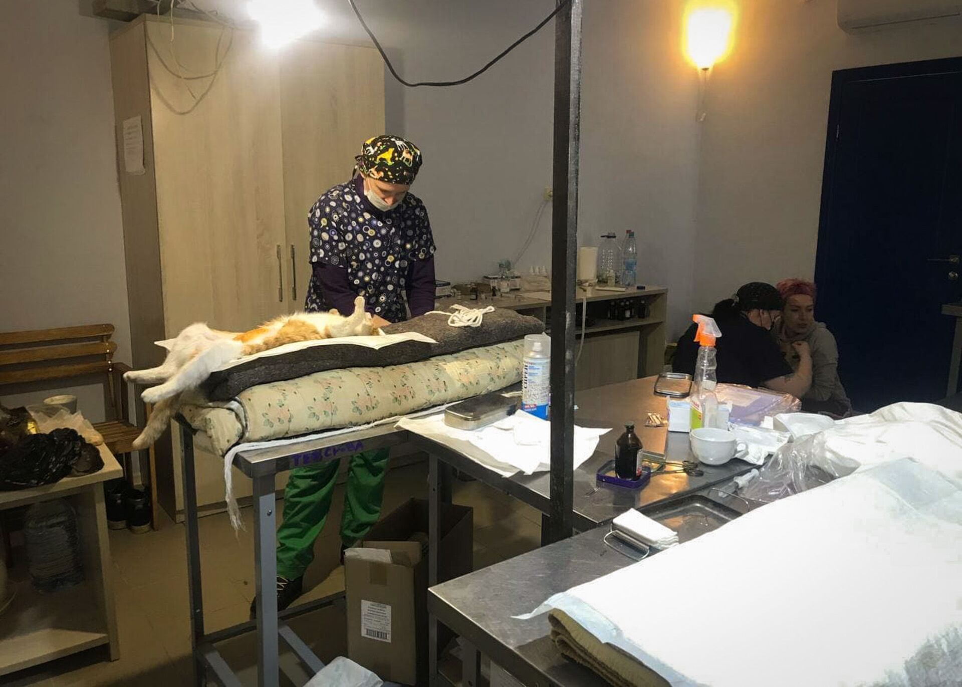 Операция в гостинице: как проходит акция по стерилизации животных в Гудауте - Sputnik Абхазия, 1920, 25.02.2021