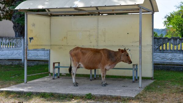 Корова на остановке  - Sputnik Аҧсны