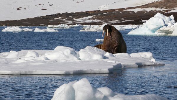 Морж на льдине у берегов одного из островов архипелага Земля Франца-Иосифа. - Sputnik Абхазия