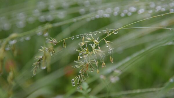 Капельки дождя на траве  - Sputnik Абхазия