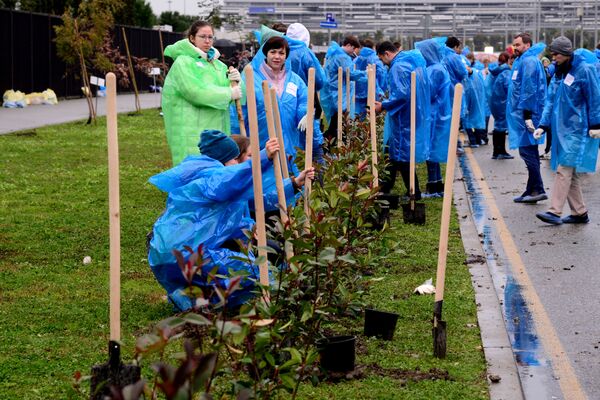 Высадка деревьев в рамках коллективной социальной акции в Сочи - Sputnik Абхазия
