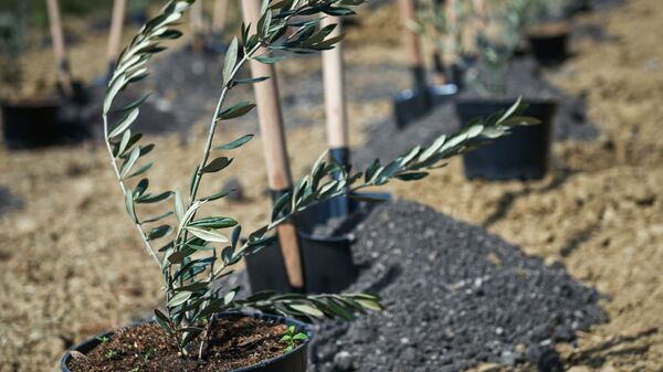Саженец оливкового дерева перед началом церемонии высадки аллеи оливковых деревьев в Никитском ботаническом саду Крыма - Sputnik Аҧсны