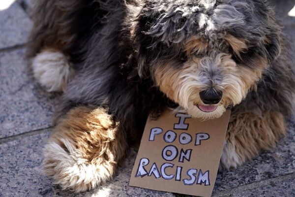 Собака во время акции Stop Asian Hate в США - Sputnik Абхазия